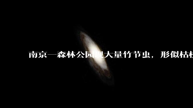 南京一森林公园现大量竹节虫，形似枯枝，网友称凑近才发现是虫子落荒而逃，竹节虫会不会咬人？碰到它会怎样？
