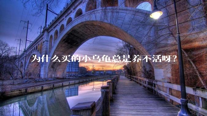 为什么买的小乌龟总是养不活呀？