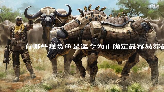 有哪些观赏鱼是迄今为止确定最容易养最不容易死的？